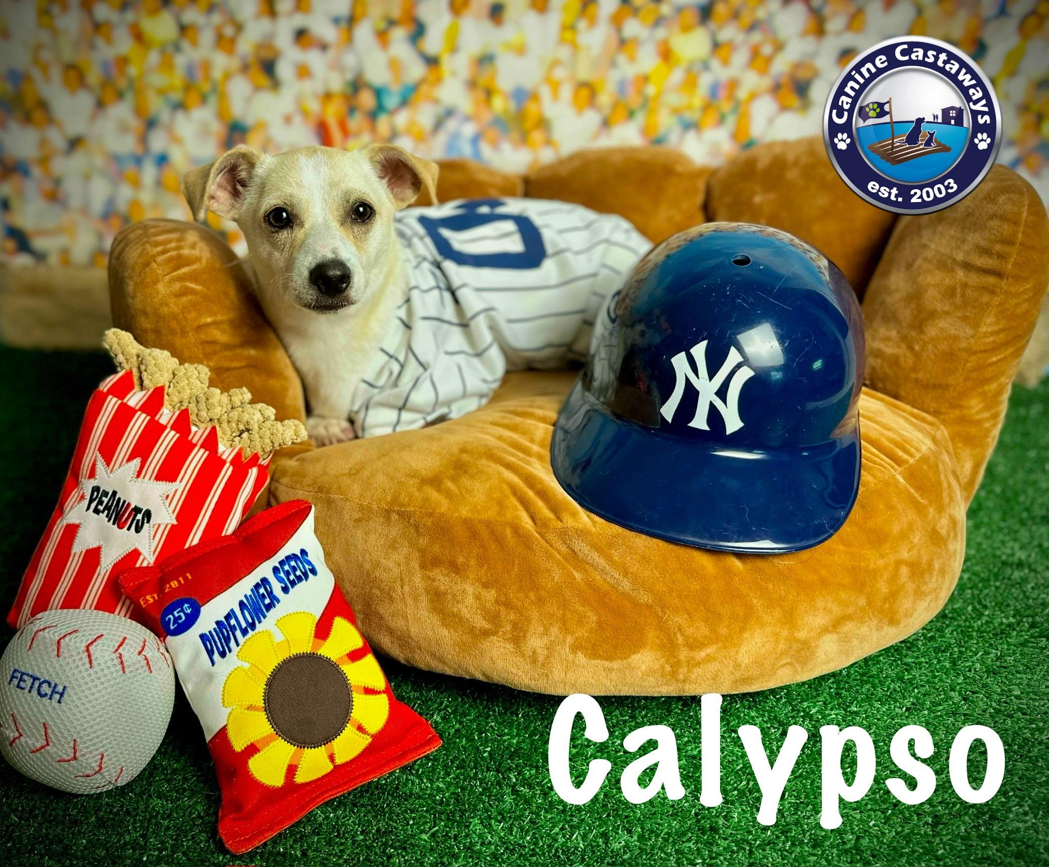 Calypso, an adopted mixed breed in Arcadia, FL image 4/4