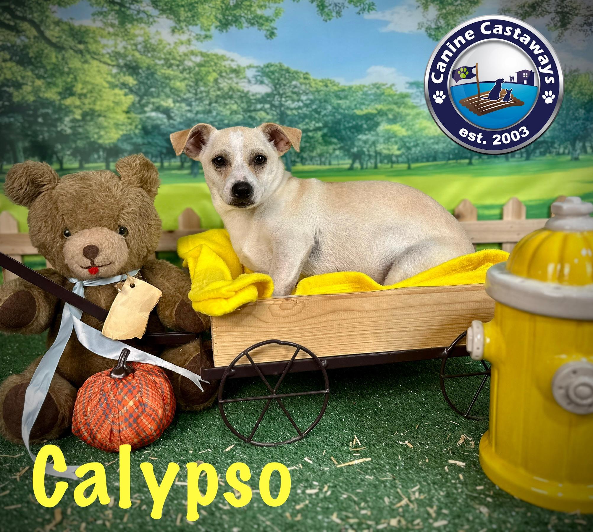 Calypso
