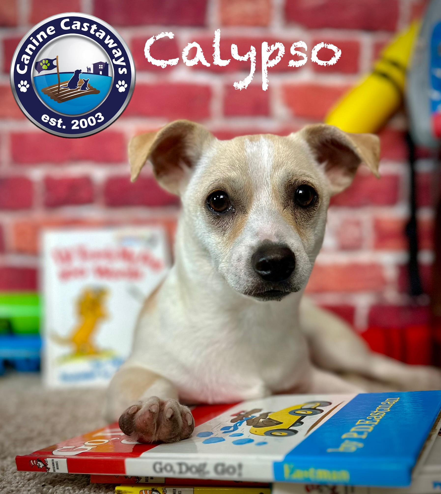 Calypso, Adoptable, Puppy Male Chihuahua & Terrier.