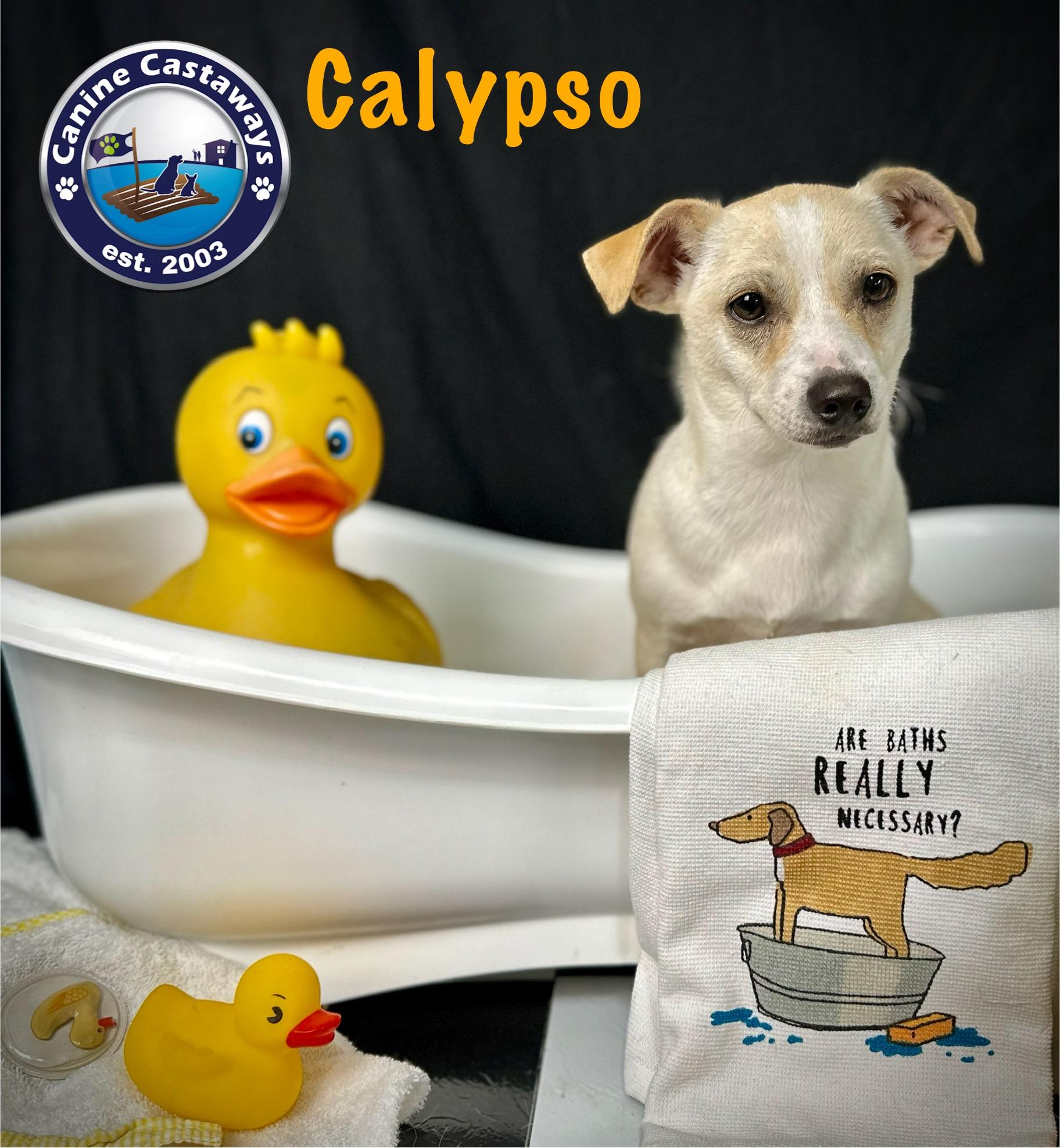 Calypso