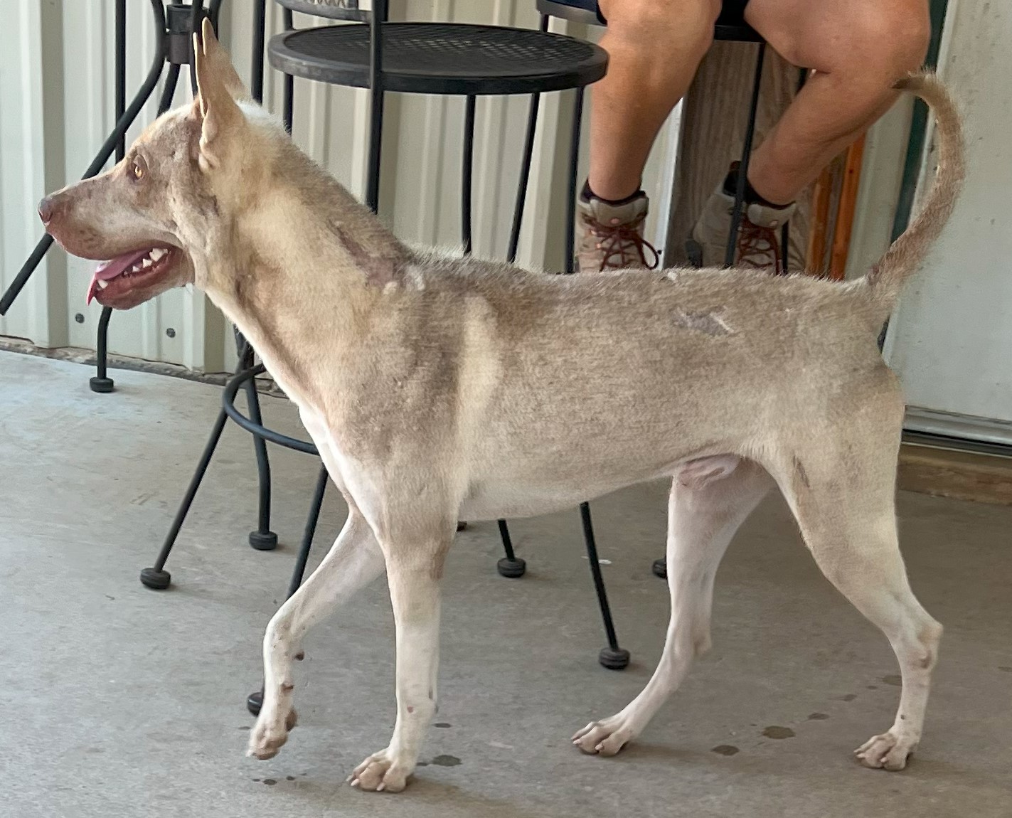 Patches, a Adoptable mixed breed in Paradise, TX image 2/3