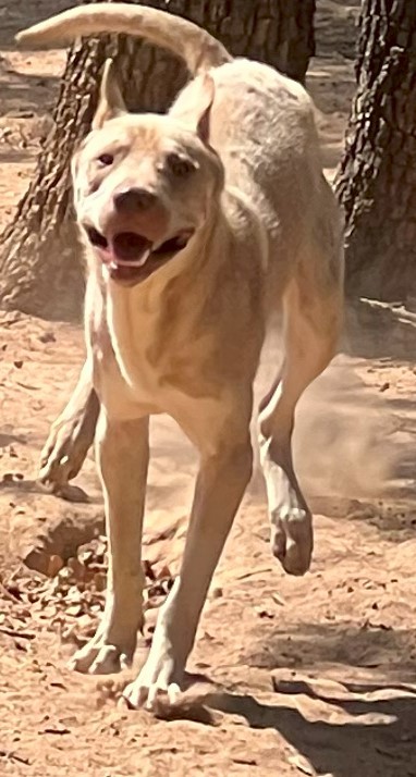 Patches, a Adoptable mixed breed in Paradise, TX image 3/3