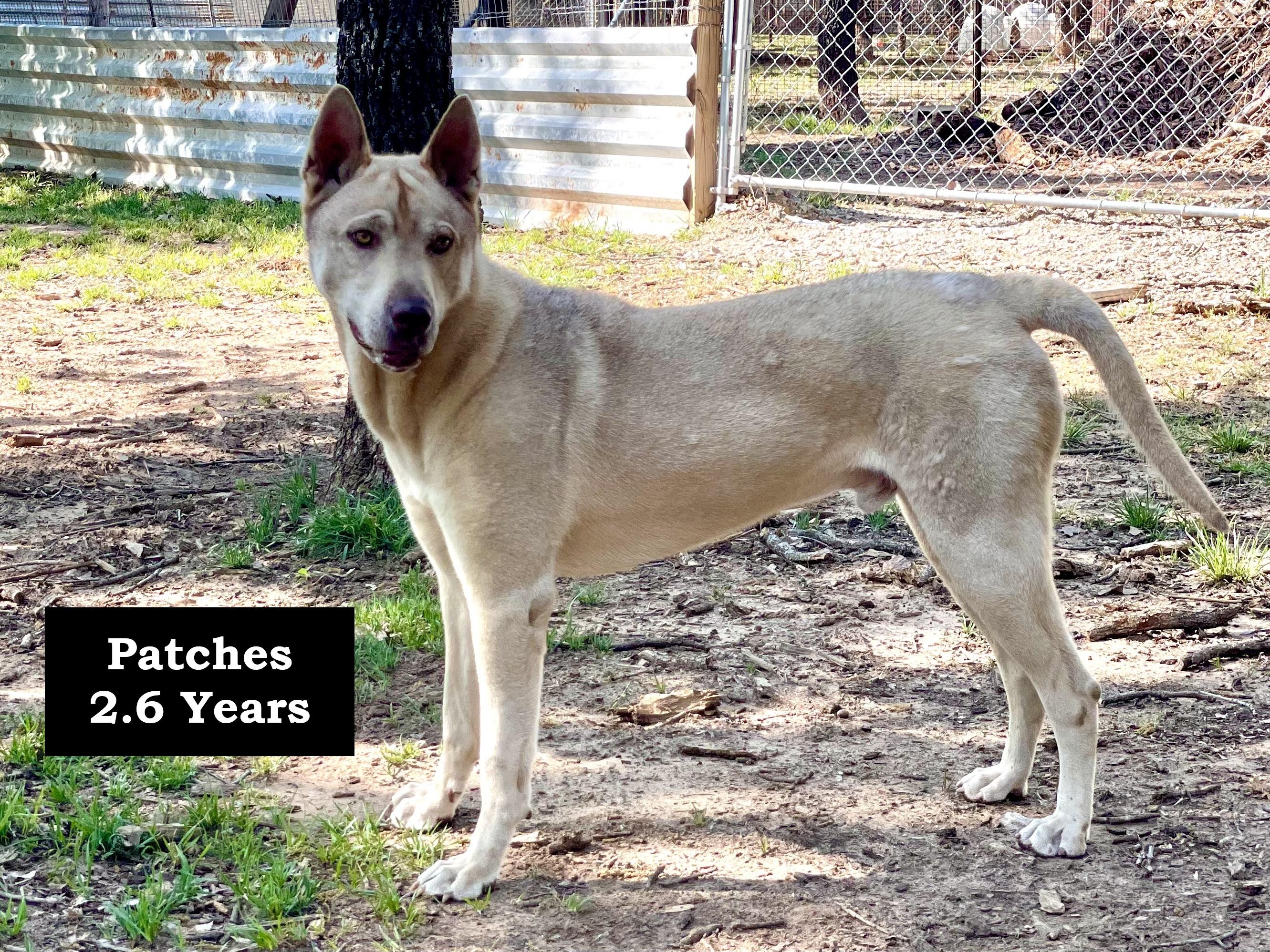 Patches, Adoptable, Young Male Husky.
