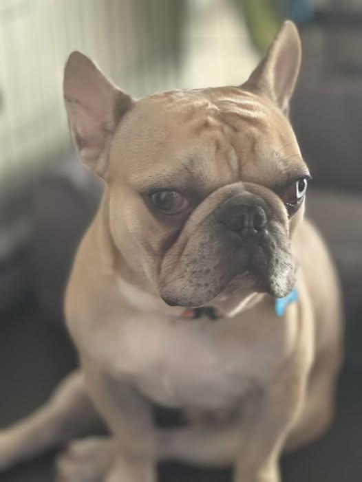 Mochi, Adoptable, Young Male French Bulldog.