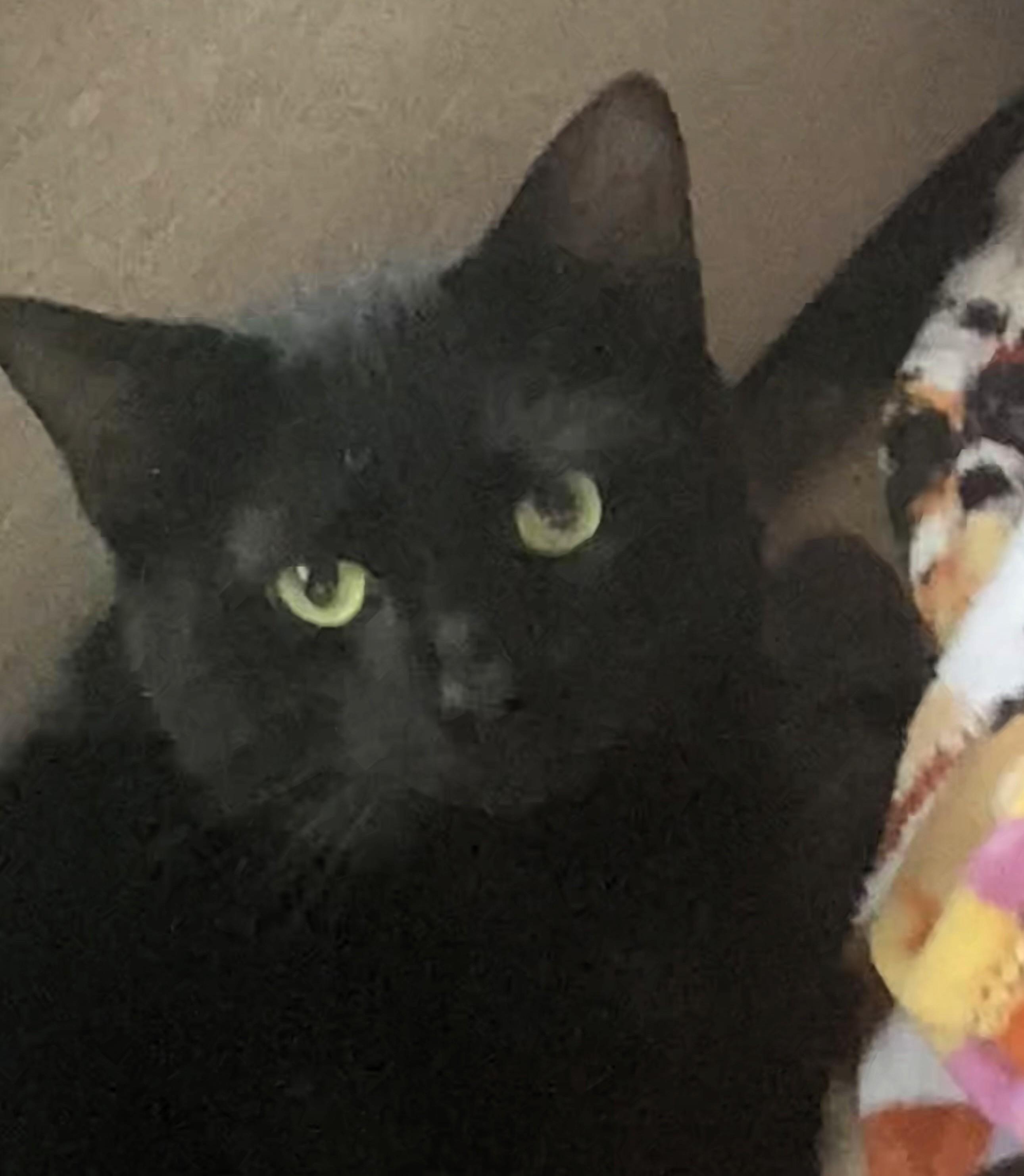 Enlarge Binx, a Adoptable mixed breed in Frederick, MD image 1/4