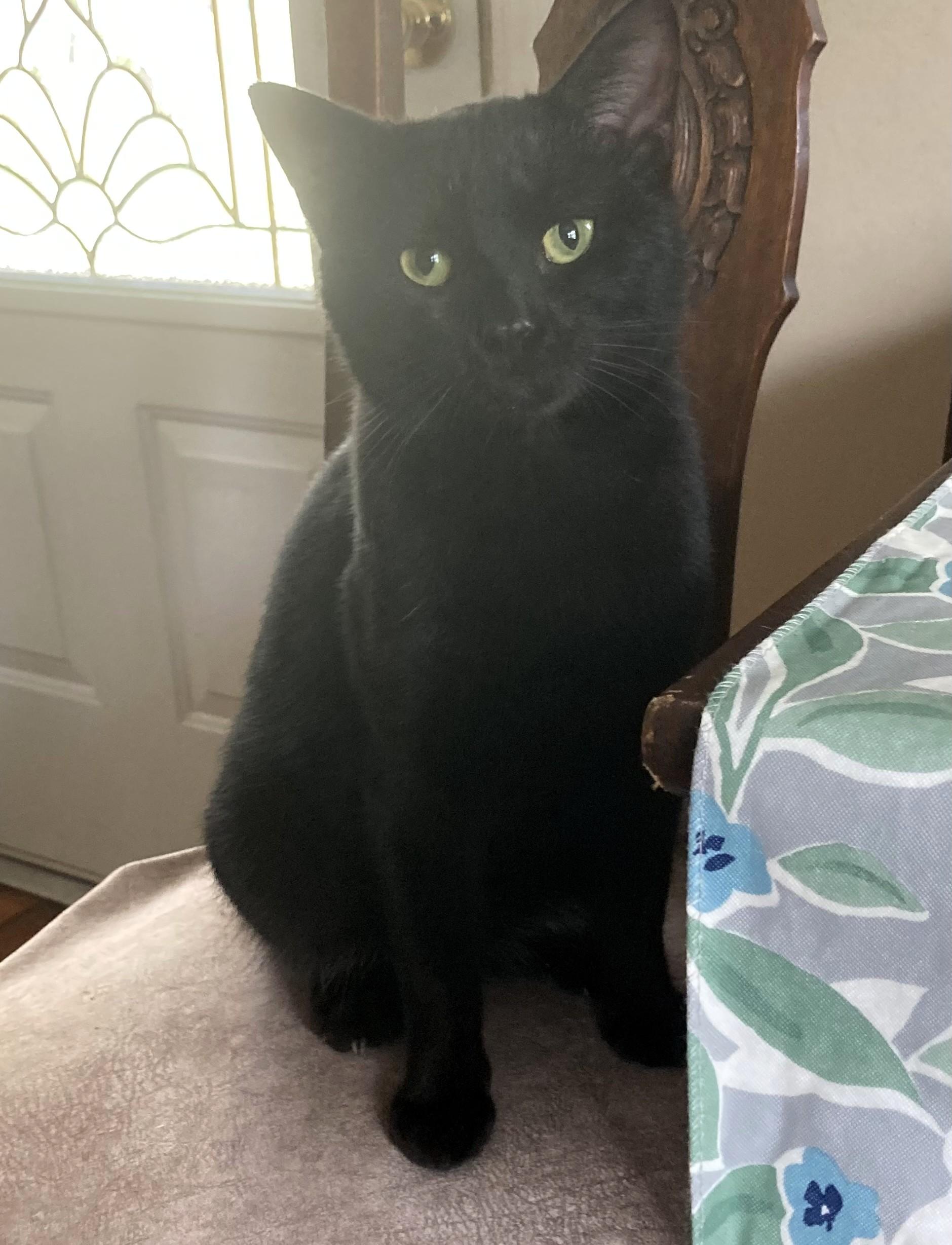 Enlarge Binx, a Adoptable mixed breed in Frederick, MD image 2/4