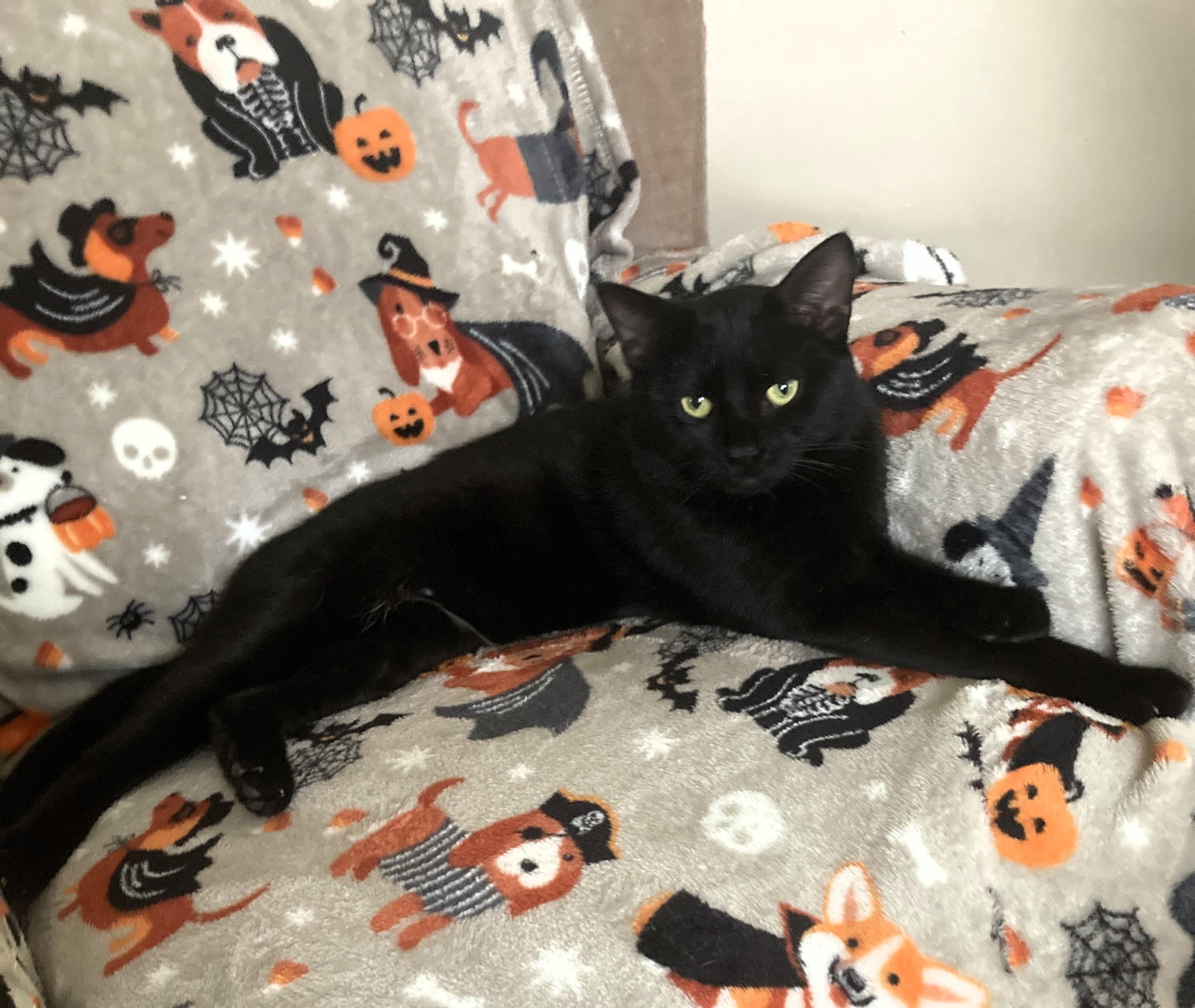Enlarge Binx, a Adoptable mixed breed in Frederick, MD image 4/4