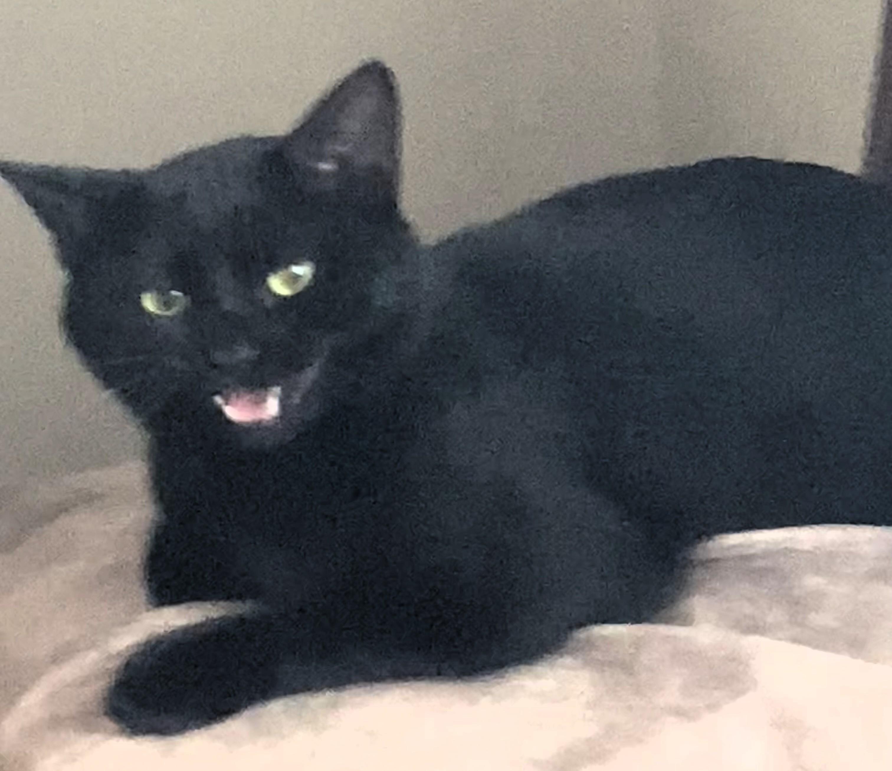 Enlarge Binx, a Adoptable mixed breed in Frederick, MD image 3/4