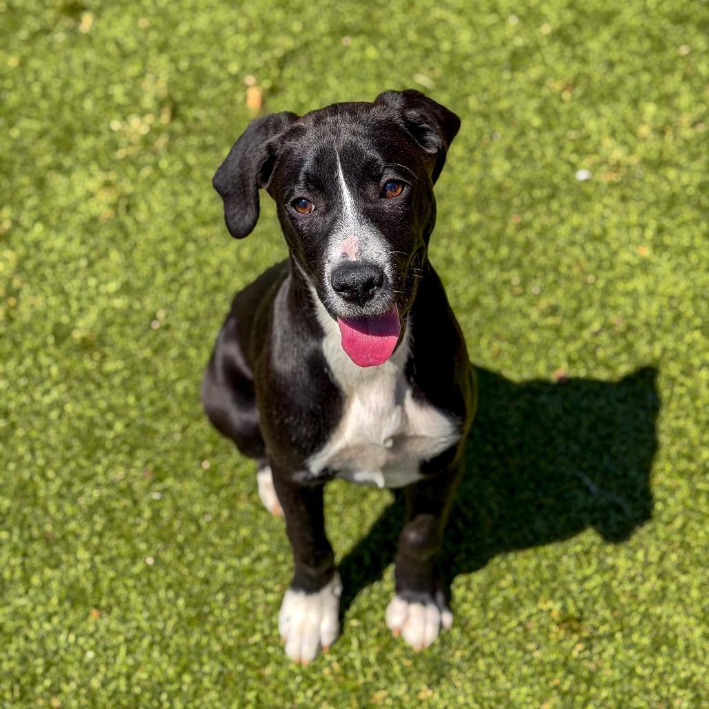 Muffin, Adoptable, Puppy Female Terrier & Mixed Breed.