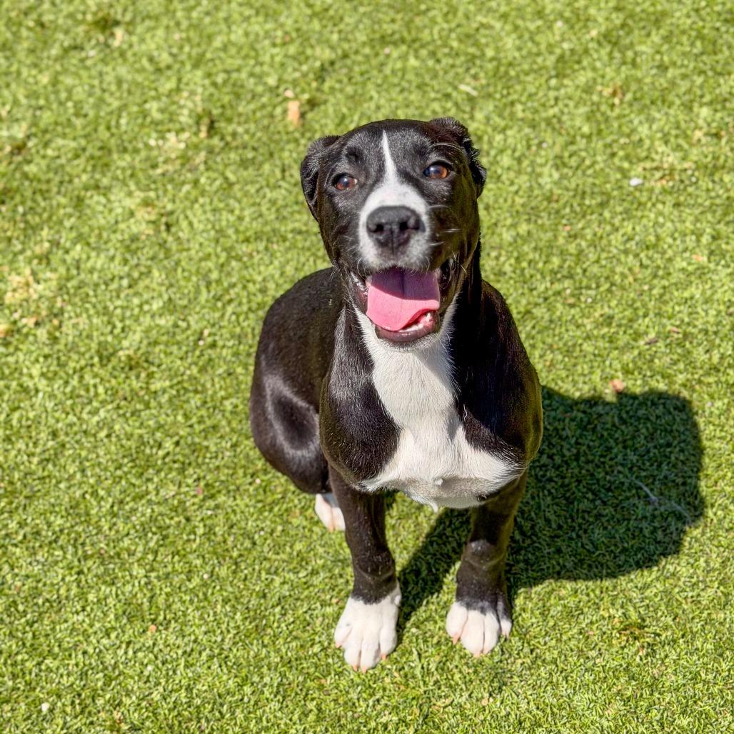 Enlarge Muffin, a Adoptable mixed breed in Gainesville, GA image 2/4
