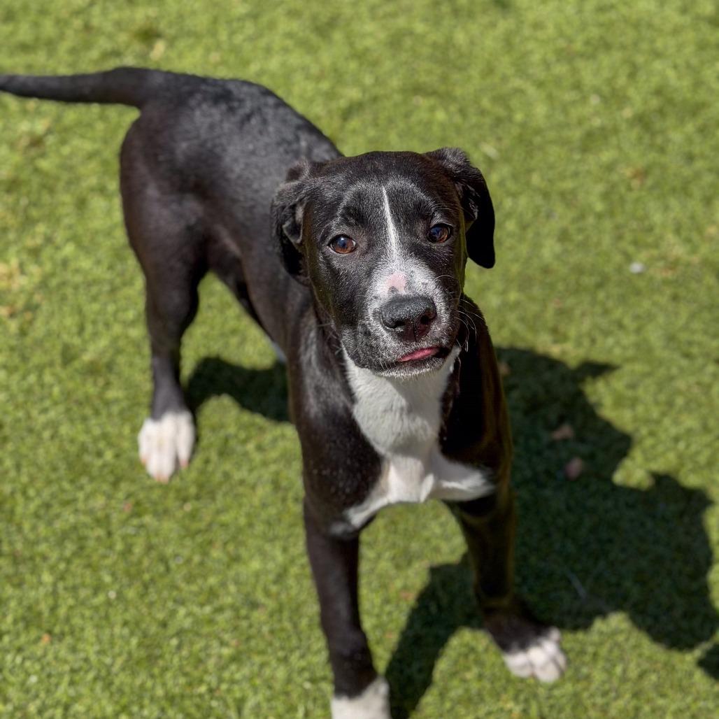 Enlarge Muffin, a Adoptable mixed breed in Gainesville, GA image 3/4