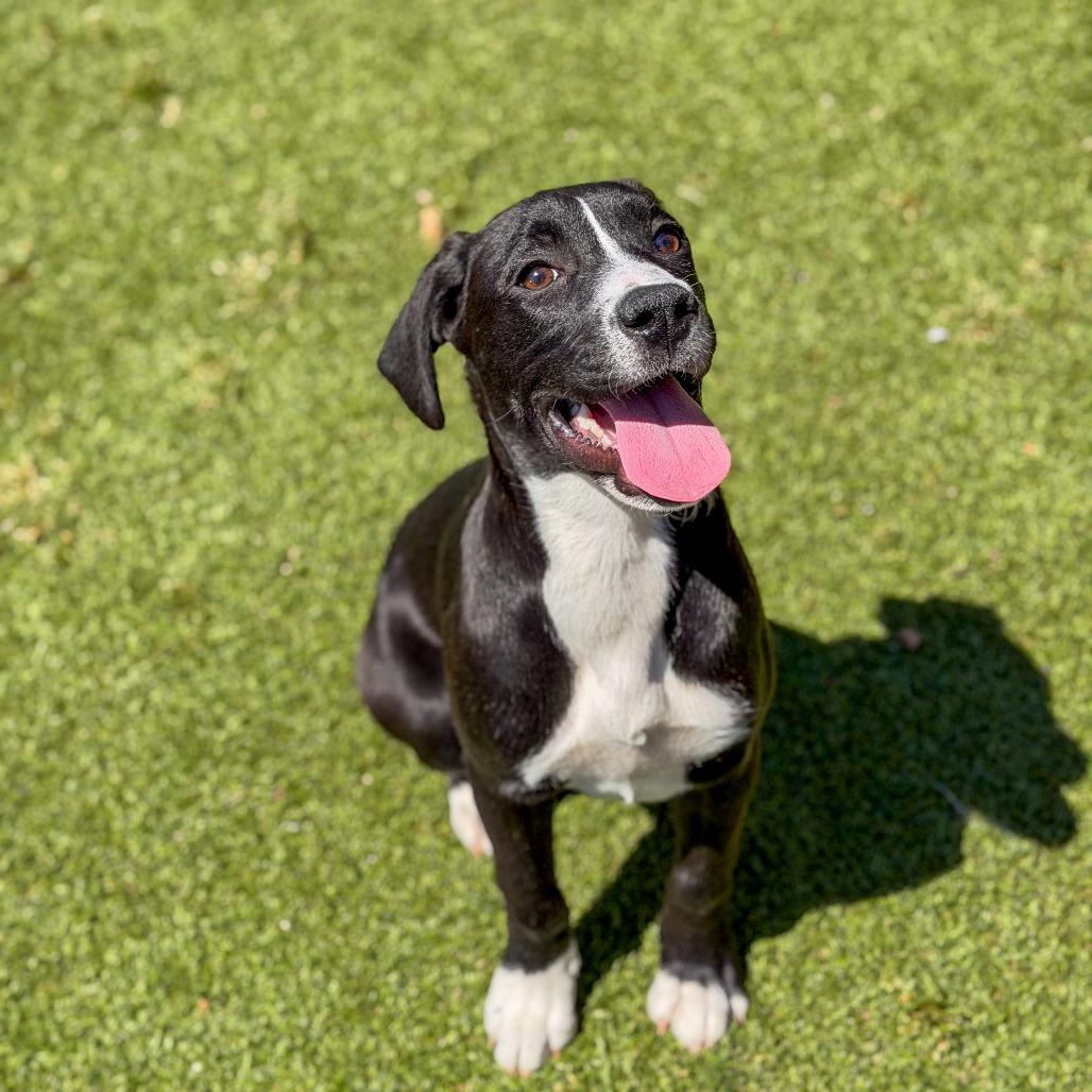 Enlarge Muffin, a Adoptable mixed breed in Gainesville, GA image 4/4