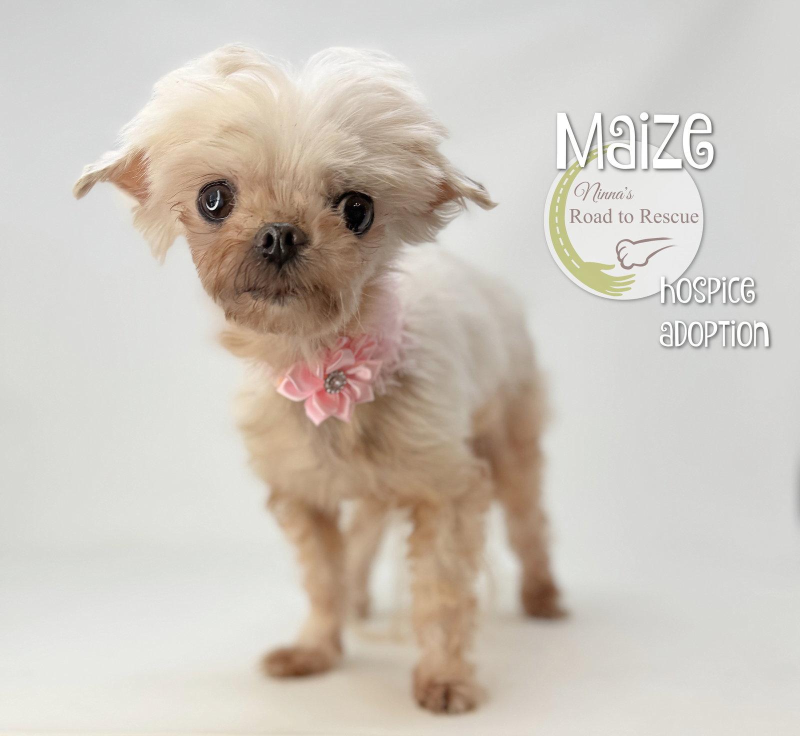 Maize, Adopted, Senior Female Maltese.