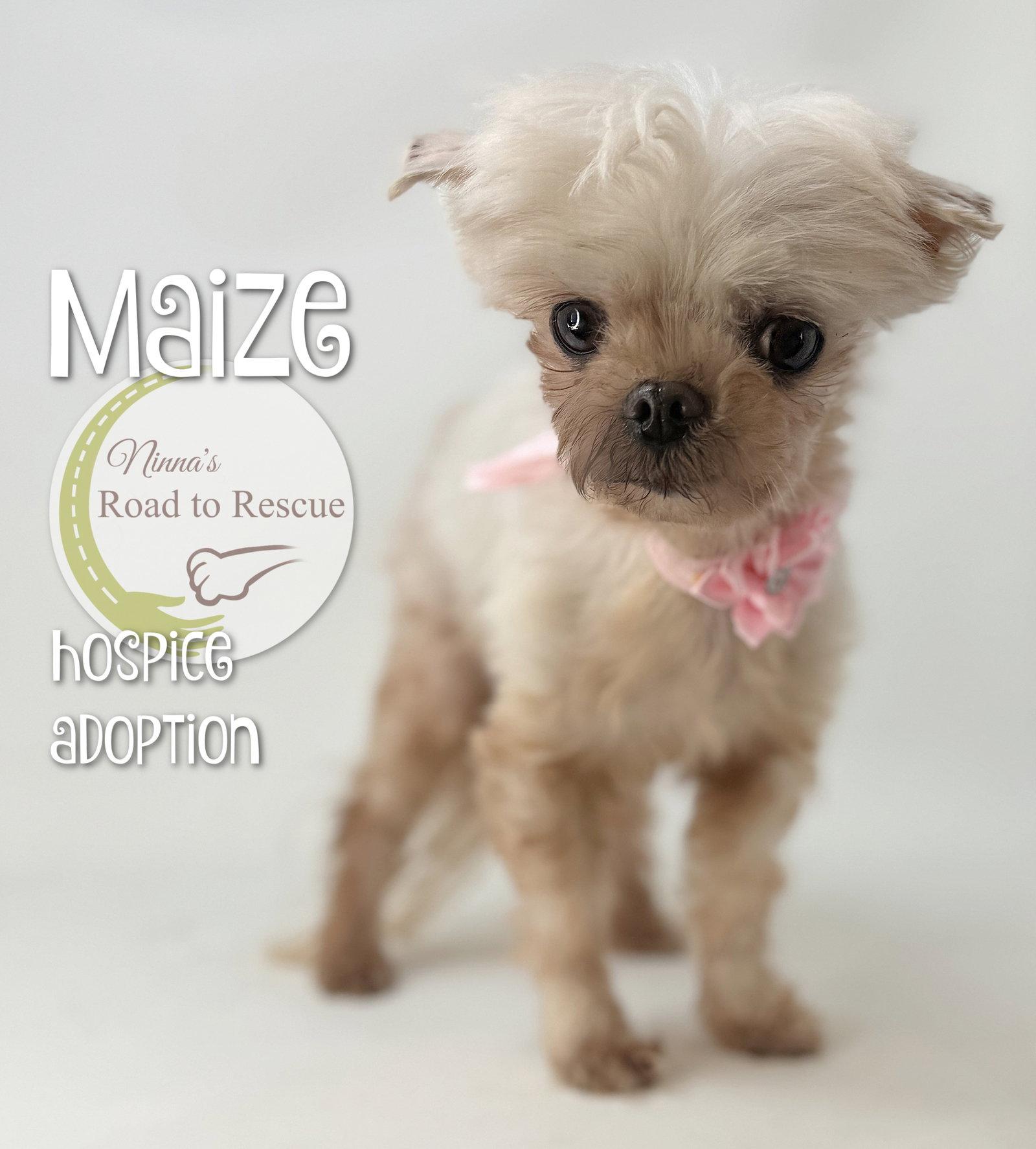 Enlarge Maize, a Adopted Maltese in Benton, LA image 2/3