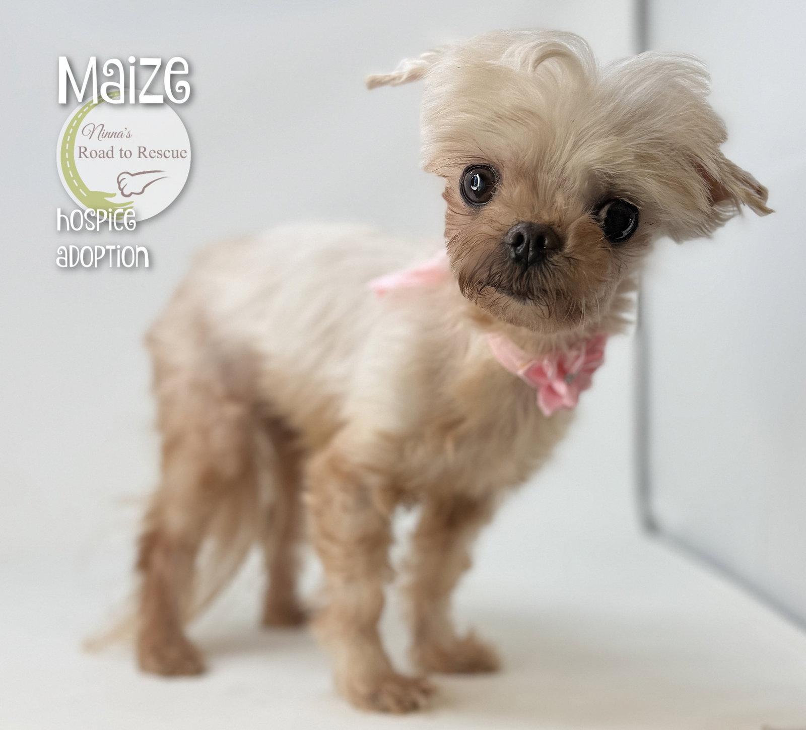 Enlarge Maize, a Adopted Maltese in Benton, LA image 3/3