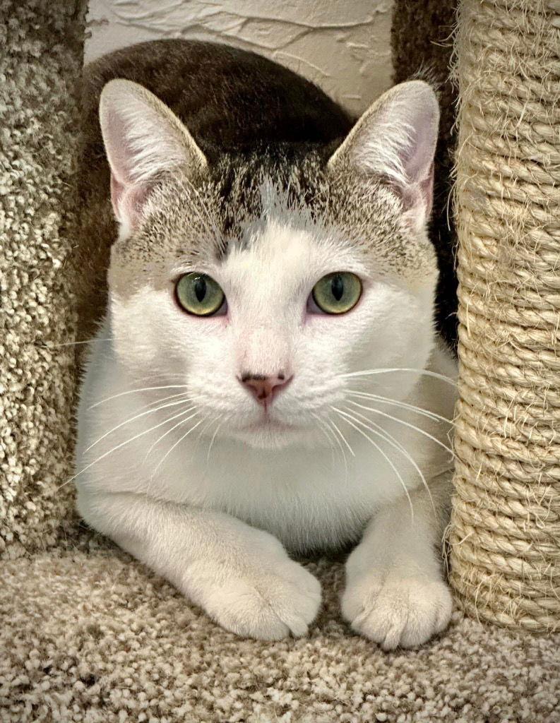 Vinnie, Adoptable, Young Male Domestic Short Hair.