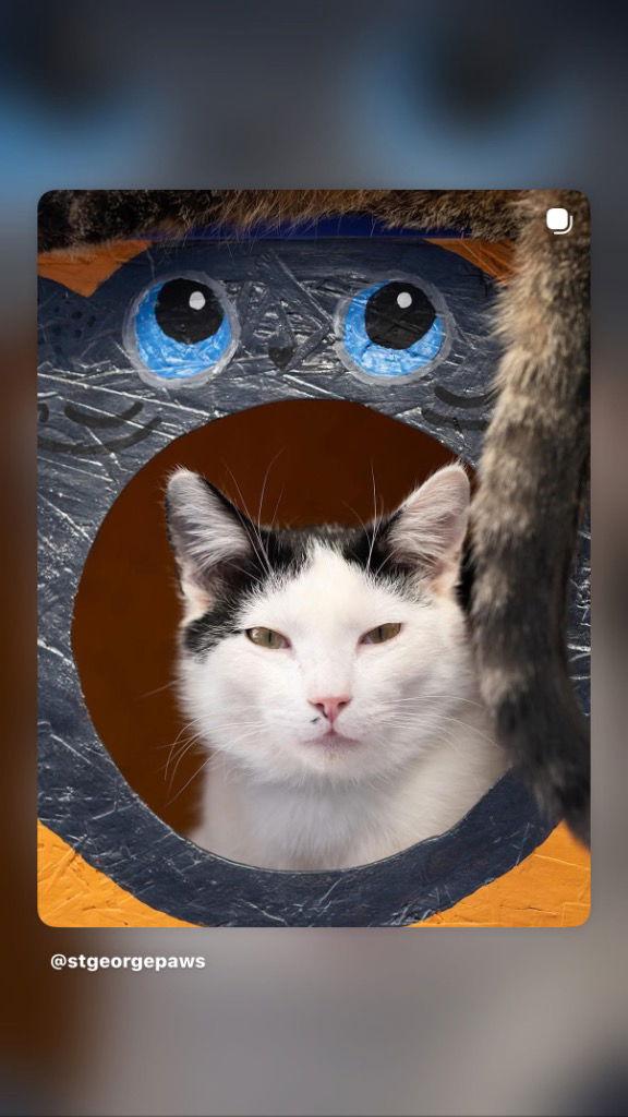 Enlarge Vinnie, a Adoptable Domestic Short Hair in Saint George, UT image 2/3