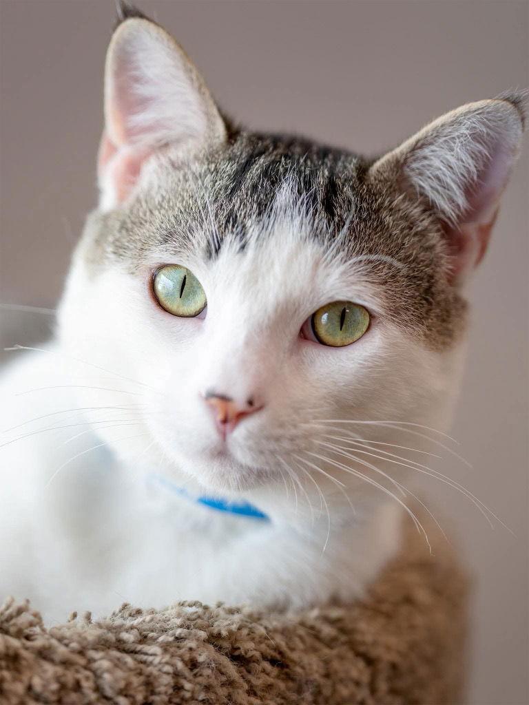 Enlarge Vinnie, a Adoptable Domestic Short Hair in Saint George, UT image 3/3