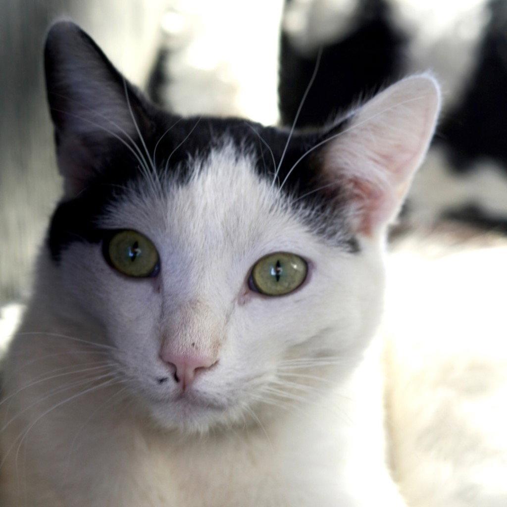 Enlarge Vinnie, a Adoptable Domestic Short Hair in Saint George, UT image 2/2