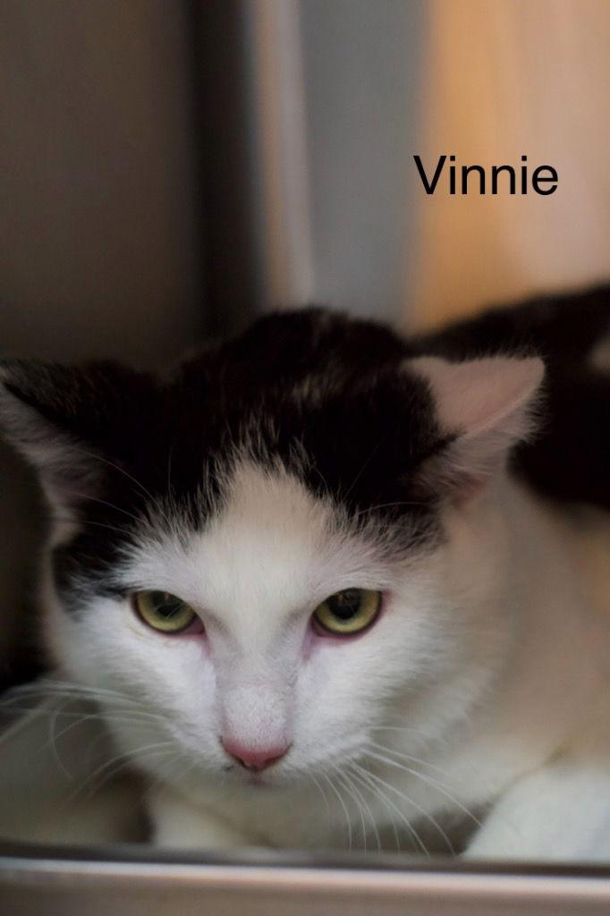 Enlarge Vinnie, a Adoptable Domestic Short Hair in Saint George, UT image 1/1