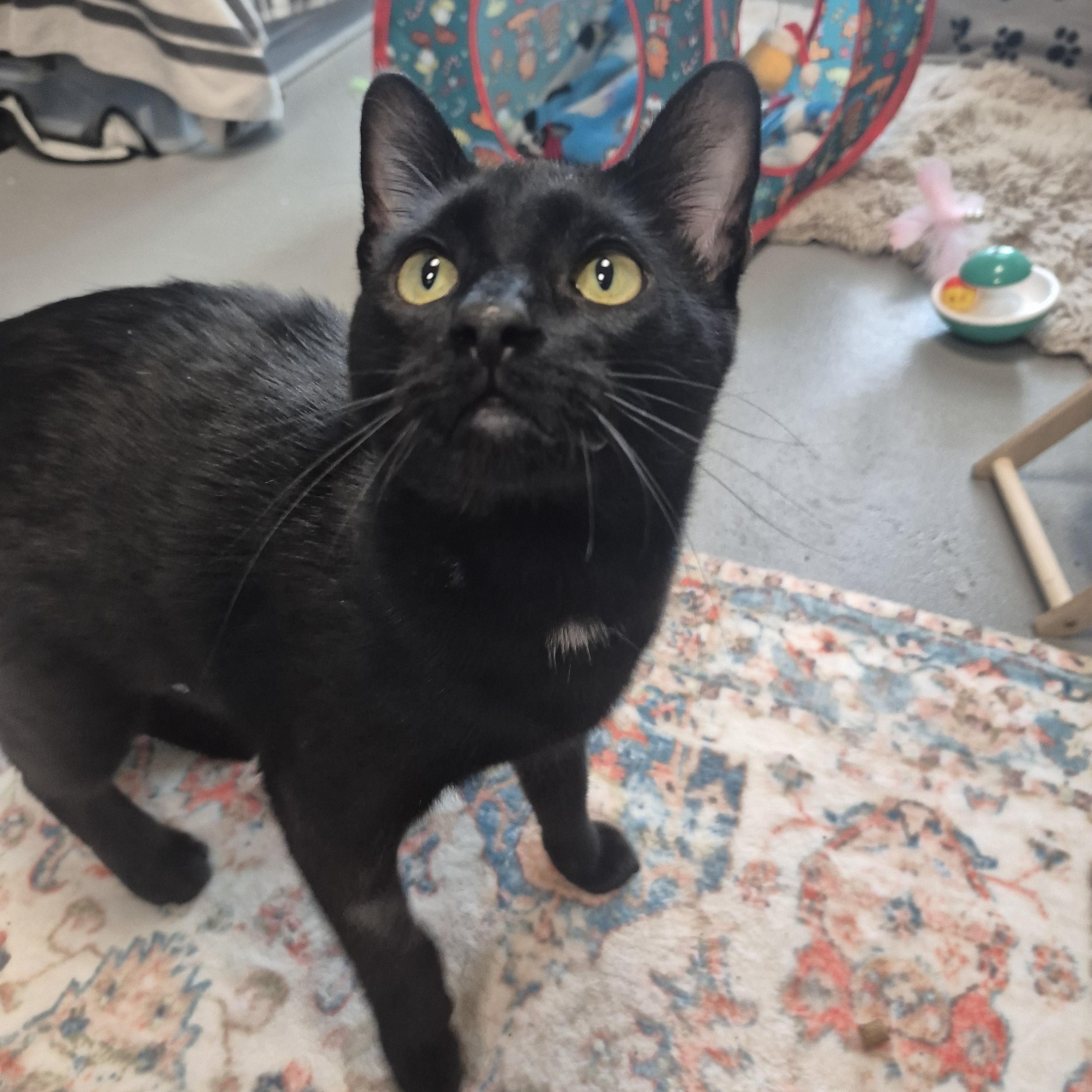 Captain Kirk, a Adoptable Domestic Short Hair in New Westminster, BC image 2/2