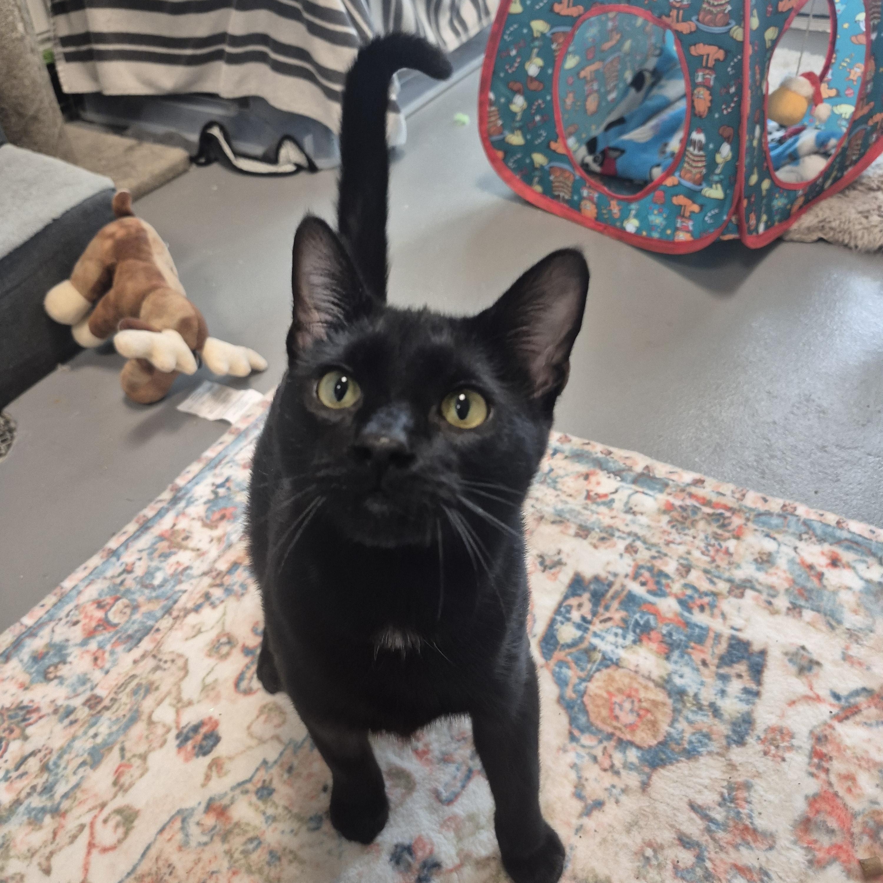 Captain Kirk, Adoptable, Adult Male Domestic Short Hair.