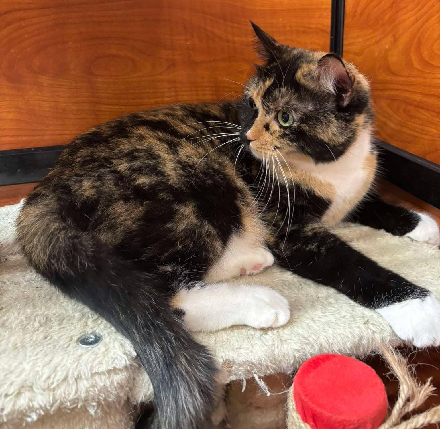 Enlarge CARMILLA, an adoptable mixed breed in City of Industry, CA image 2/6