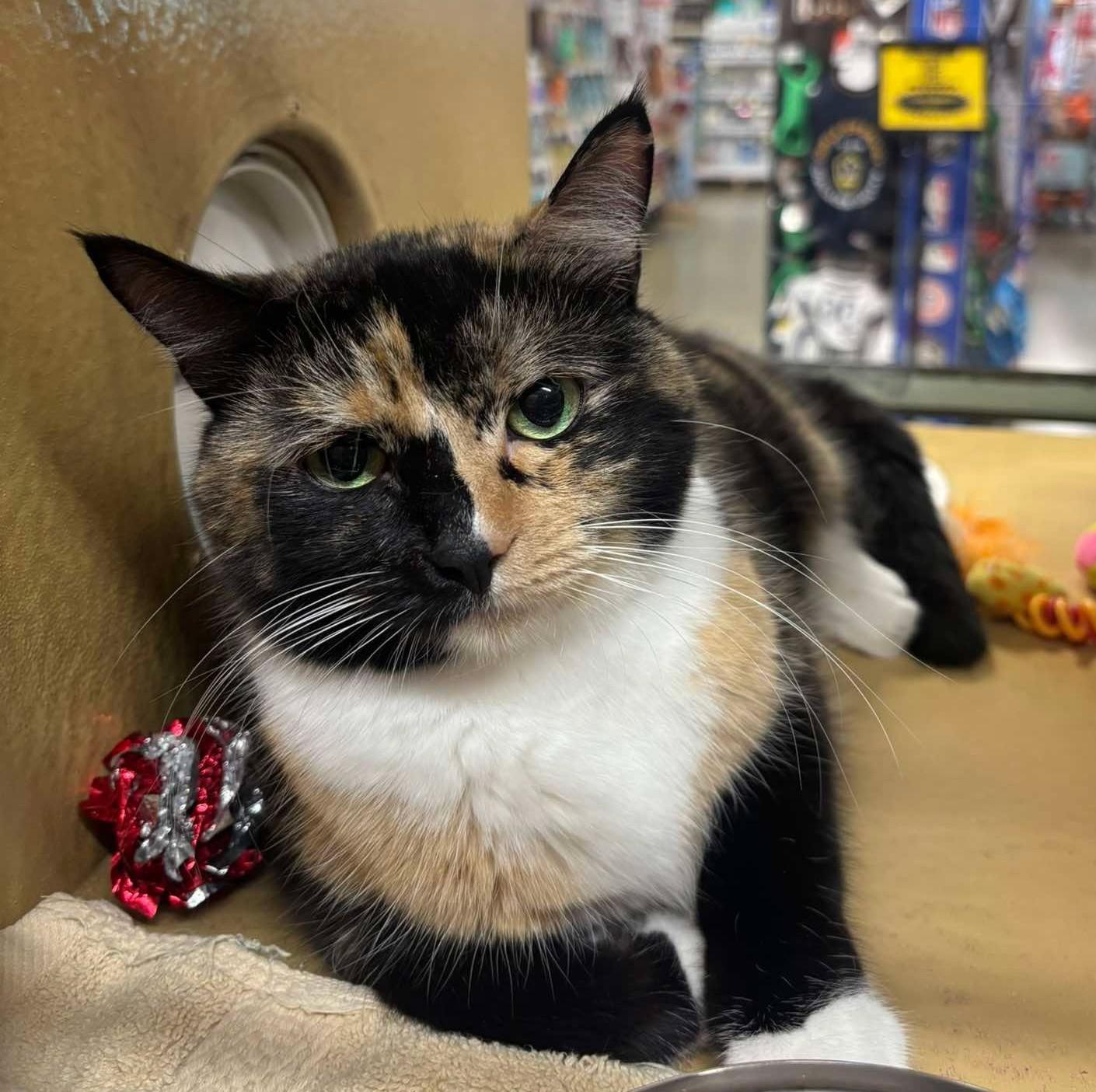 Enlarge CARMILLA, an adoptable mixed breed in City of Industry, CA image 4/6