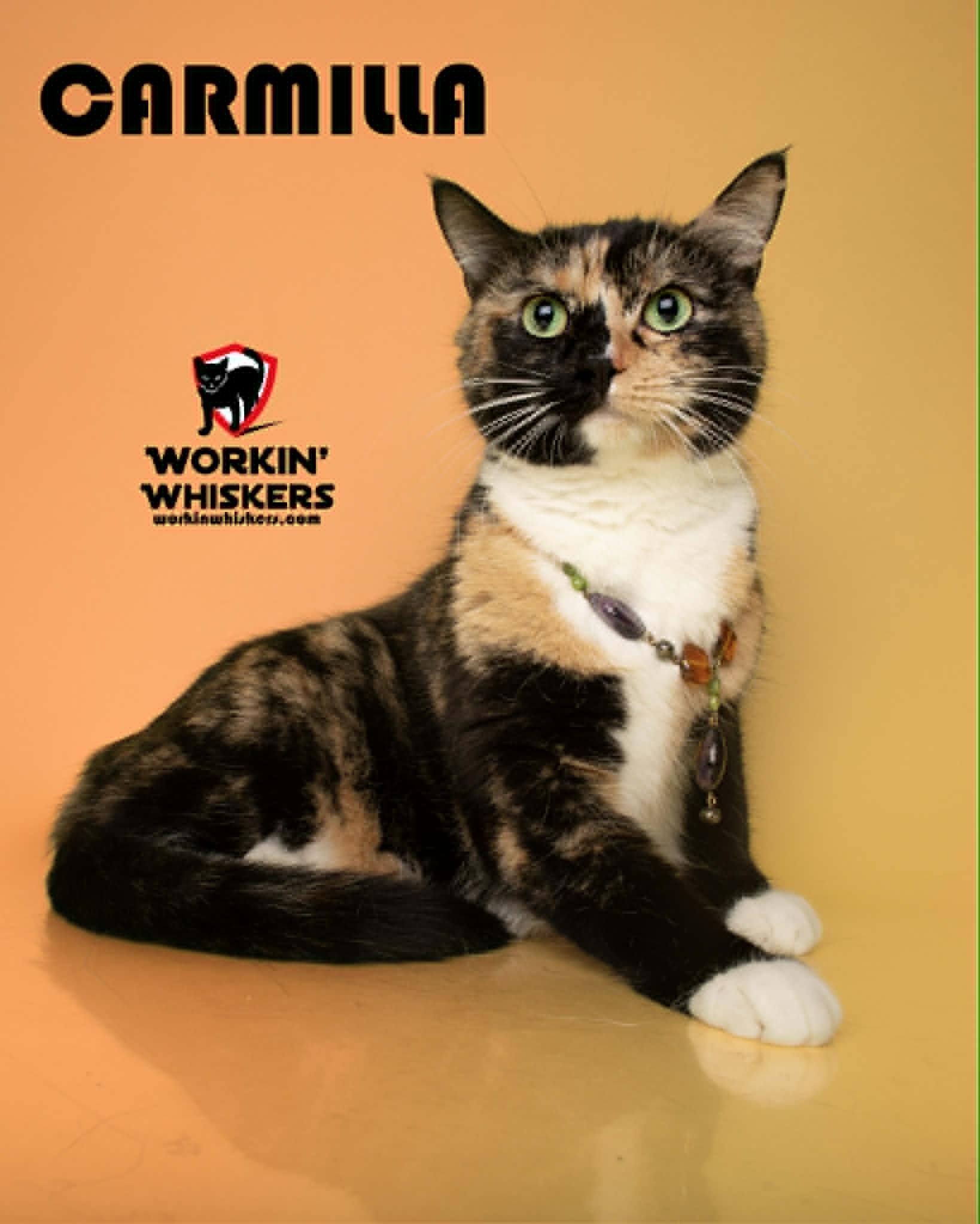 CARMILLA, adoptable, Young Female Calico & Domestic Short Hair.