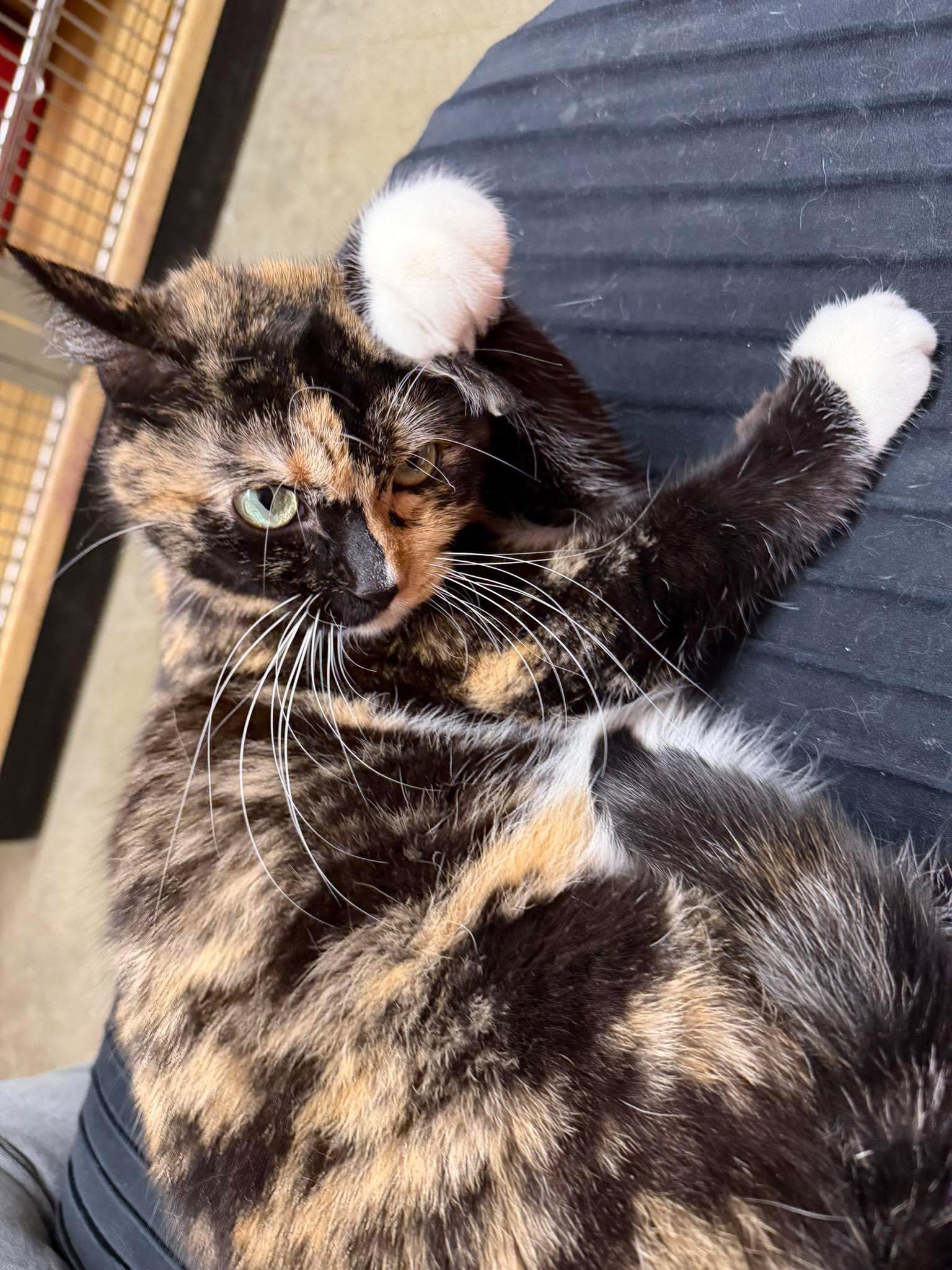 Enlarge CARMILLA, an adoptable mixed breed in City of Industry, CA image 3/6