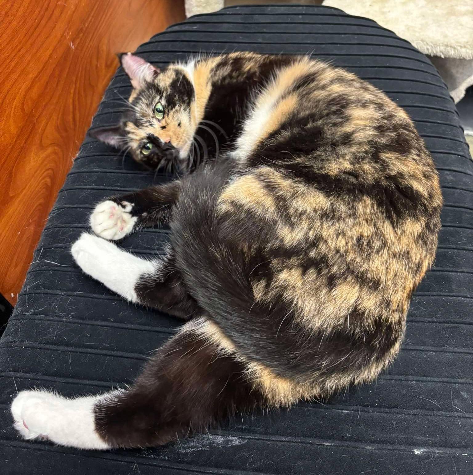 Enlarge CARMILLA, an adoptable mixed breed in City of Industry, CA image 5/6