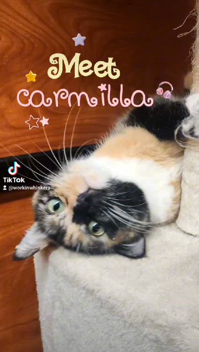 Enlarge CARMILLA, an adoptable mixed breed in HEMET, CA video 6/6