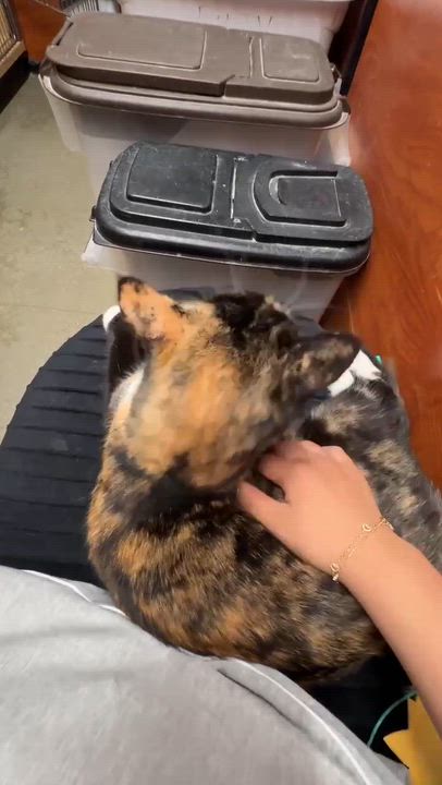 Enlarge CARMILLA, an adoptable mixed breed in City of Industry, CA video 6/6