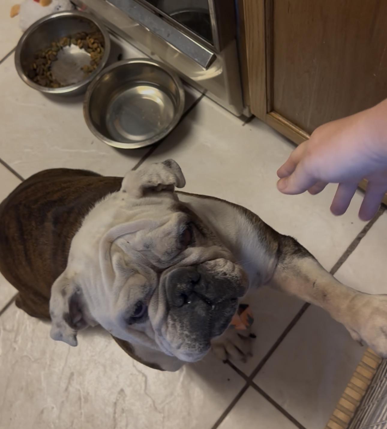 Honey, Adoptable, Adult Female English Bulldog.