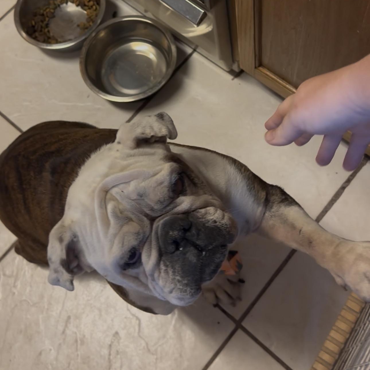 Enlarge Honey, a Adoptable English Bulldog in St. Cloud, FL image 4/5