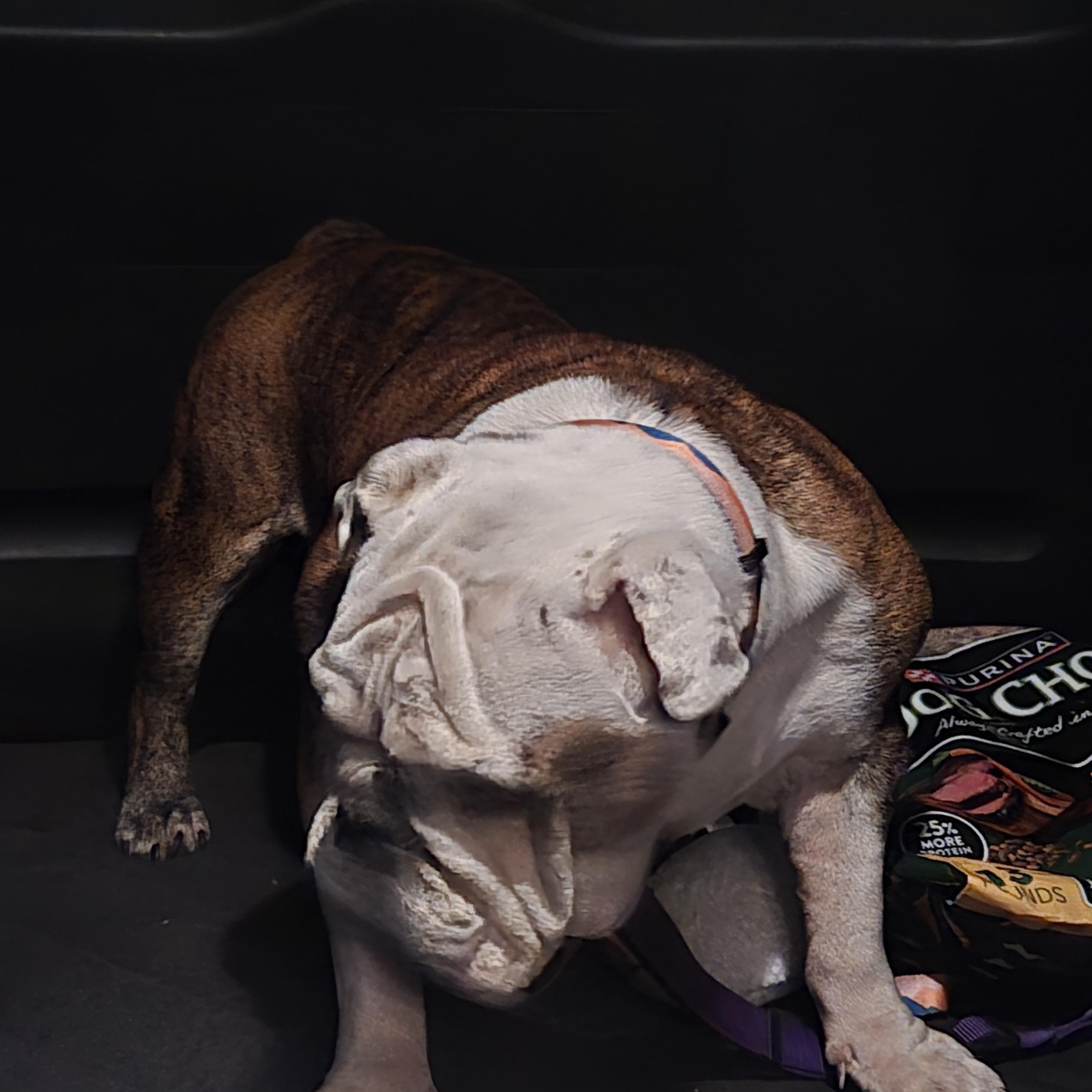 Enlarge Honey, a Adoptable English Bulldog in St. Cloud, FL image 4/5