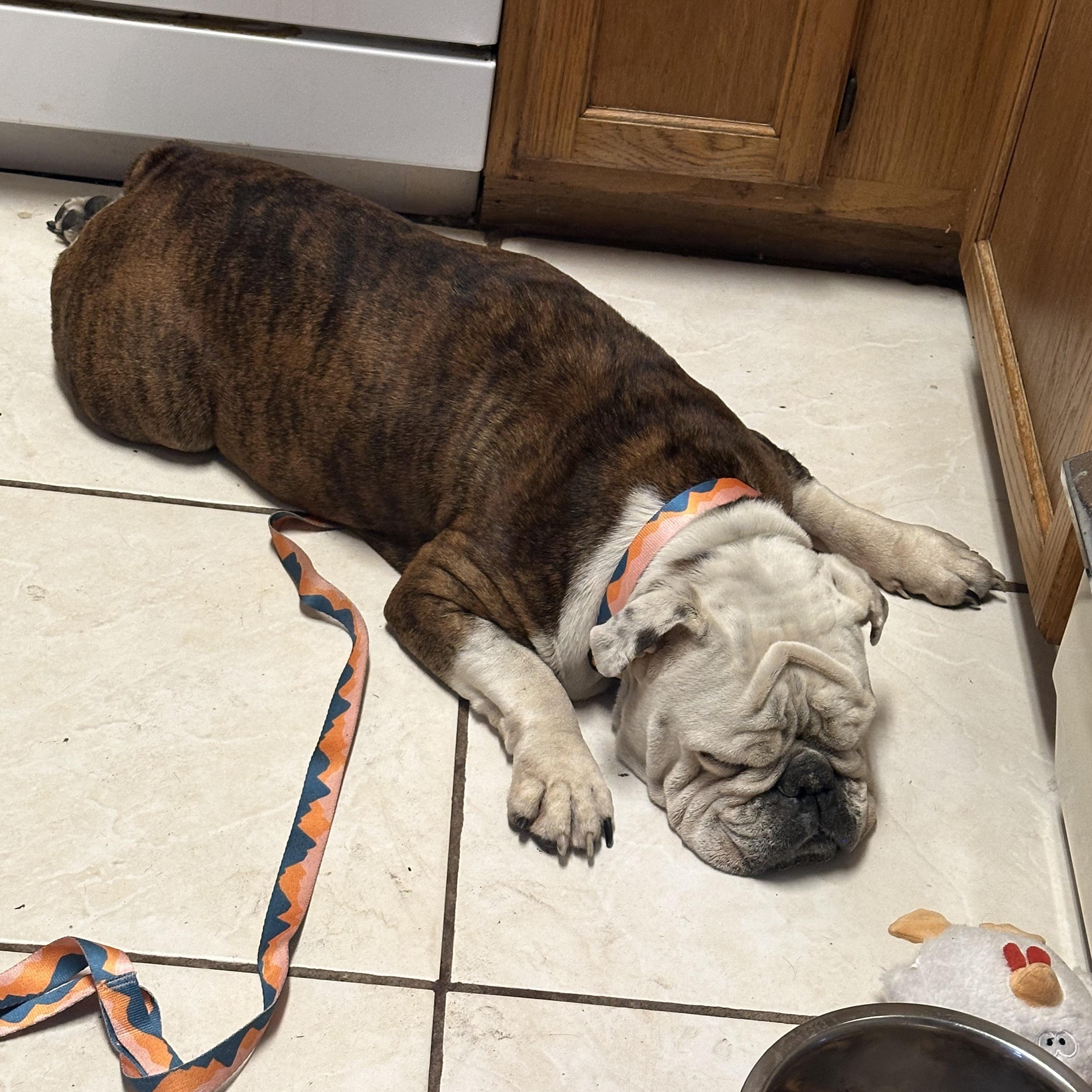 Enlarge Honey, a Adoptable English Bulldog in St. Cloud, FL image 2/5