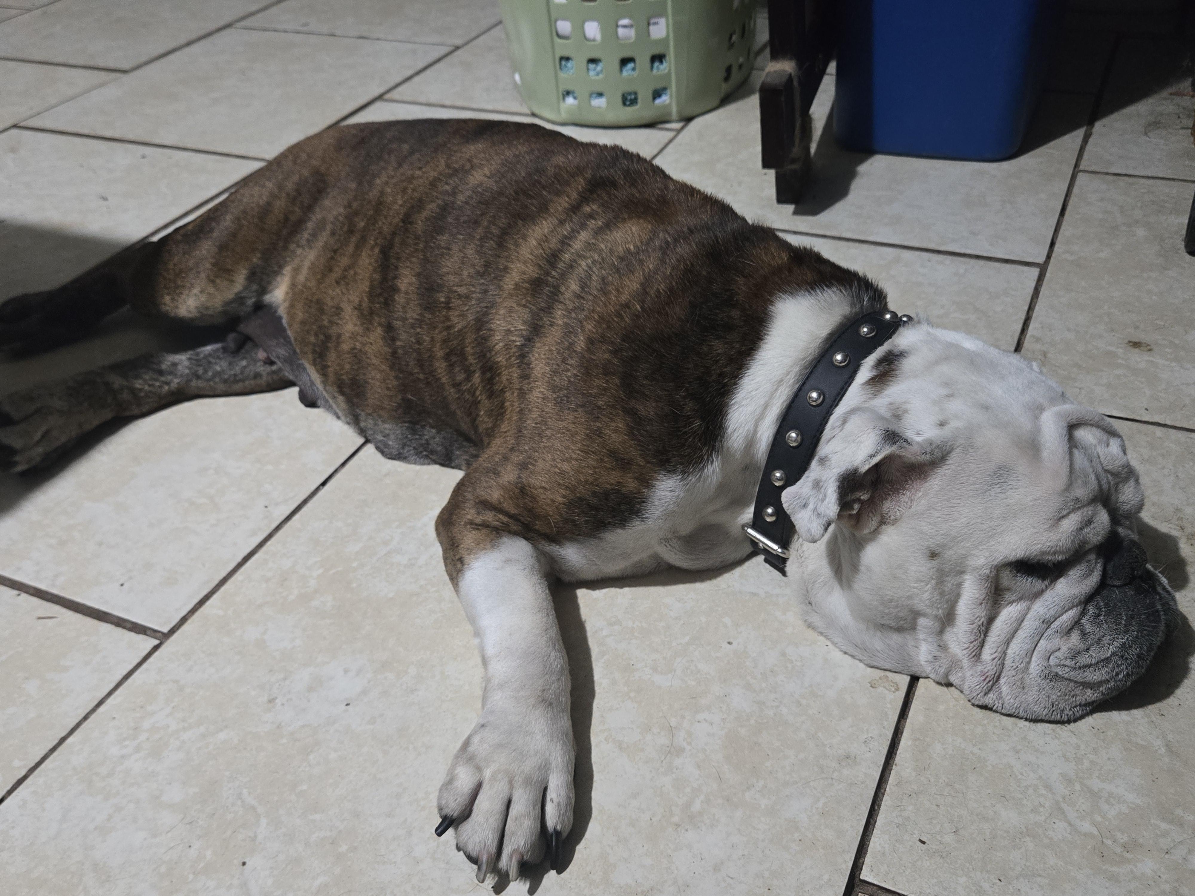 Enlarge Honey, a Adoptable English Bulldog in St. Cloud, FL image 2/5