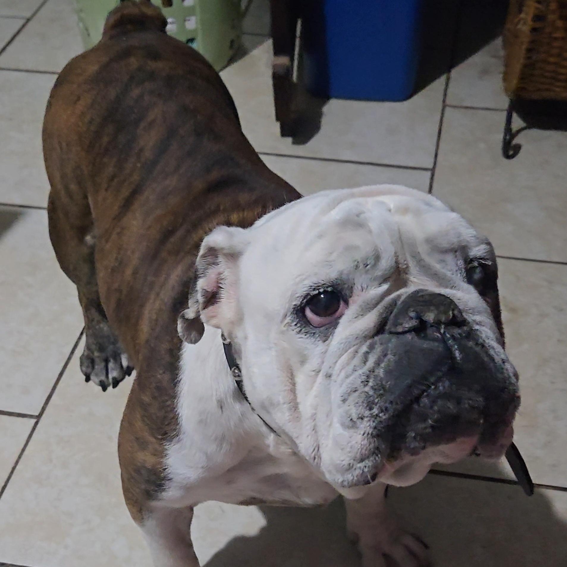 Enlarge Honey, a Adoptable English Bulldog in St. Cloud, FL image 1/5