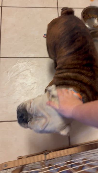 Enlarge Honey, a Adoptable English Bulldog in St. Cloud, FL video 5/5