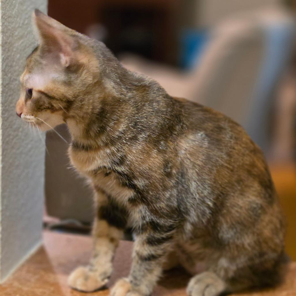 Enlarge Crackers, a Adoptable Domestic Short Hair in Bulverde, TX image 1/6