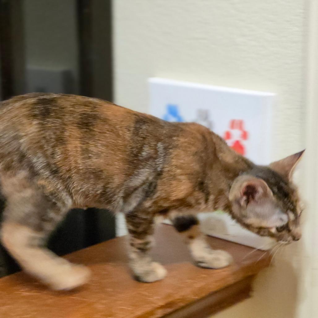 Enlarge Crackers, a Adoptable Domestic Short Hair in Bulverde, TX image 2/6