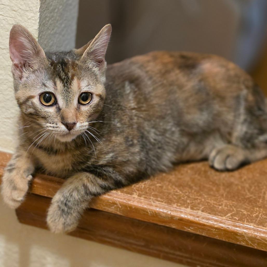 Enlarge Crackers, a Adoptable Domestic Short Hair in Bulverde, TX image 3/6