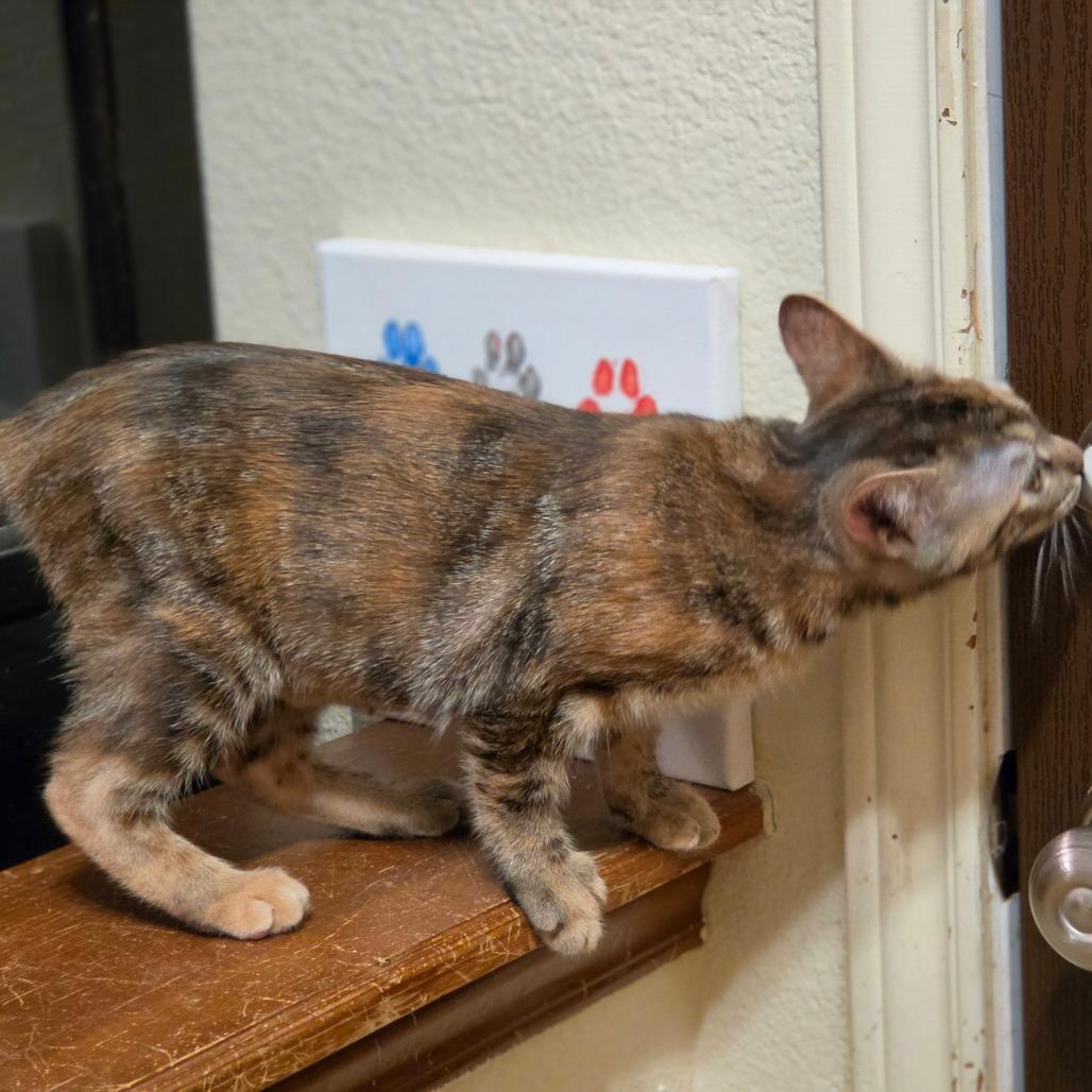 Enlarge Crackers, a Adoptable Domestic Short Hair in Bulverde, TX image 4/6