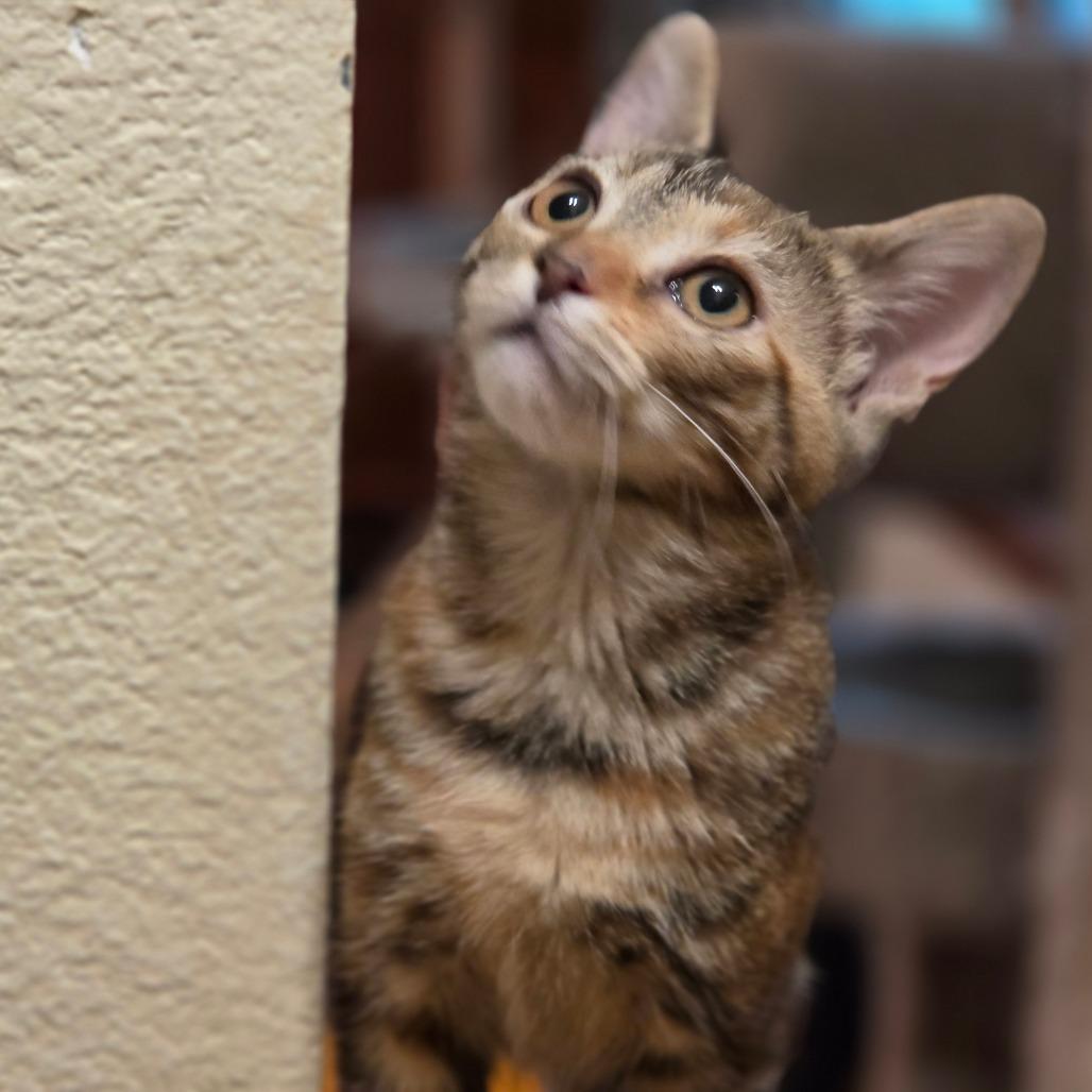 Enlarge Crackers, a Adoptable Domestic Short Hair in Bulverde, TX image 5/6