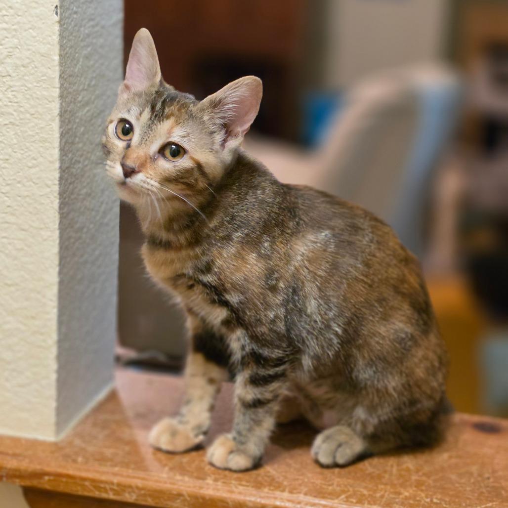 Enlarge Crackers, a Adoptable Domestic Short Hair in Bulverde, TX image 6/6