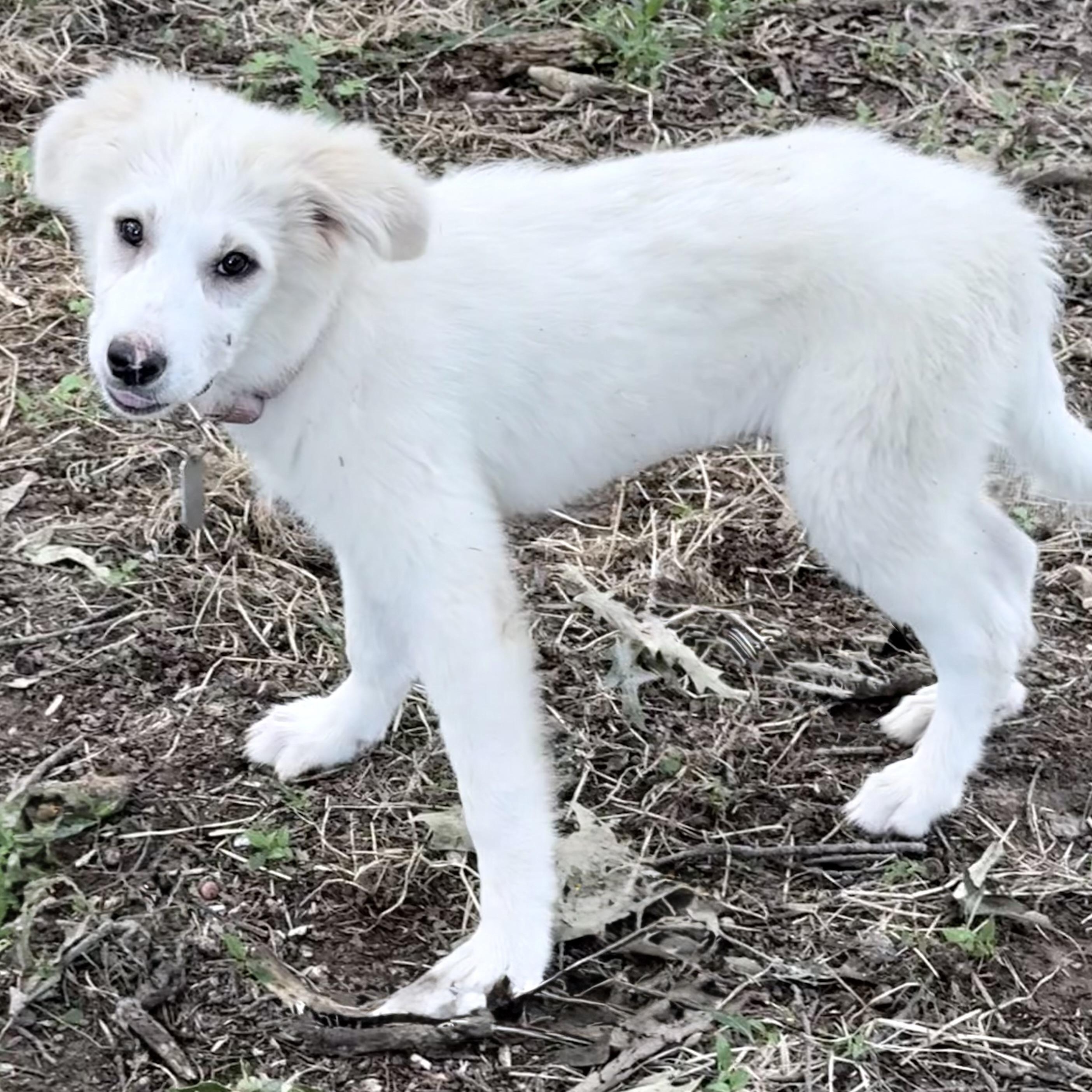 Winifred, a Adoptable Great Pyrenees in New Rochelle, NY image 3/4