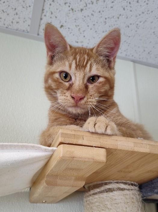 Augustus, a Adoptable Domestic Short Hair in Larned, KS image 1/4