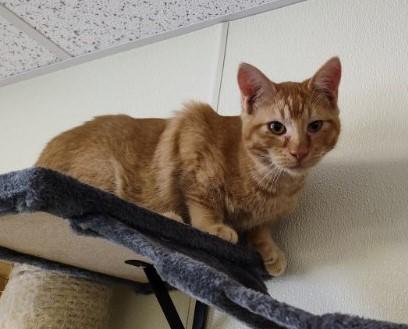 Augustus, a Adoptable Domestic Short Hair in Larned, KS image 2/4