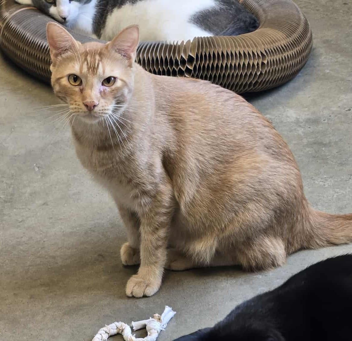 Augustus, a Adoptable Domestic Short Hair in Larned, KS image 3/4